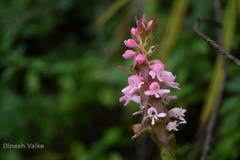 Satyrium nepalense